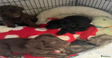 Mixed Breed dogs - Advert 4