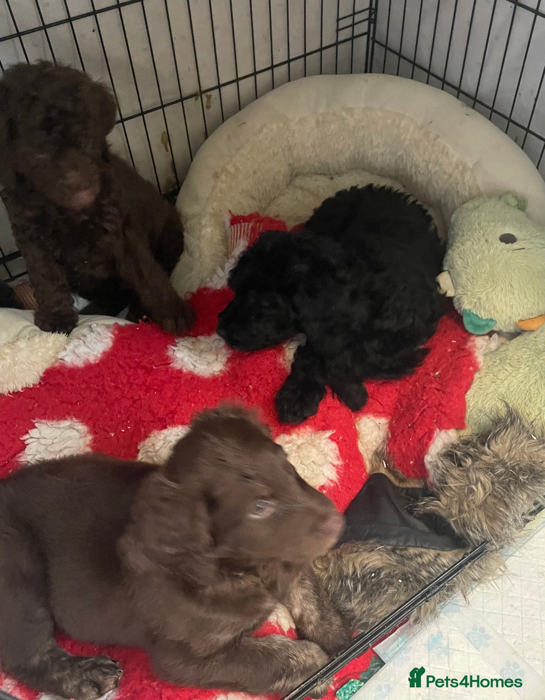 Mixed Breed dogs for sale: Amazing Cockerpoo/Bernadoodle puppies ❤️🐶 - Image 3