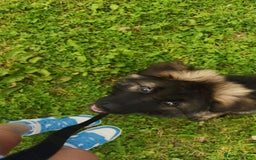 German Shepherd dogs for sale: German shepherd  - Image 3