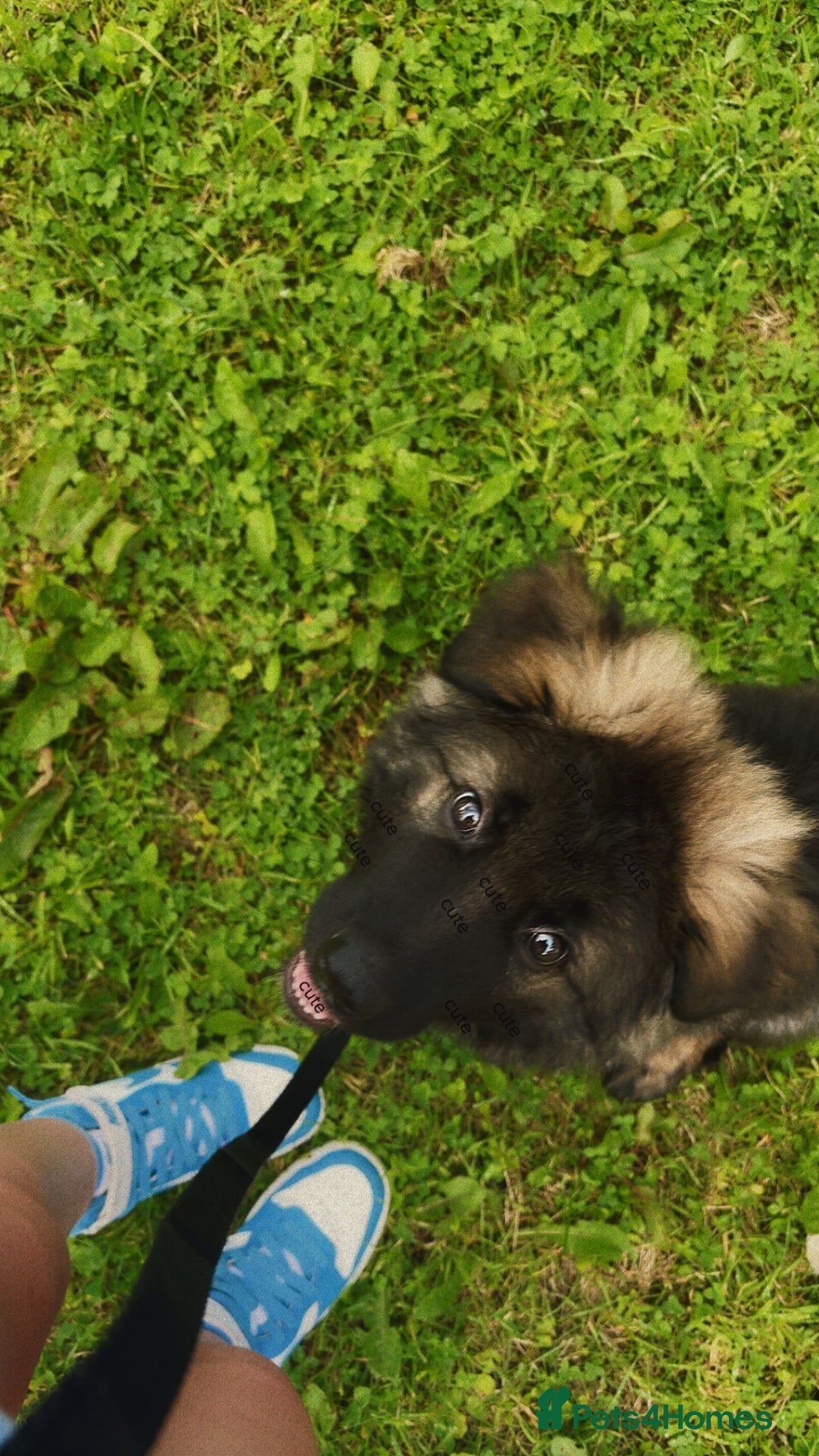 German Shepherd dogs for sale: German shepherd  - Image 3