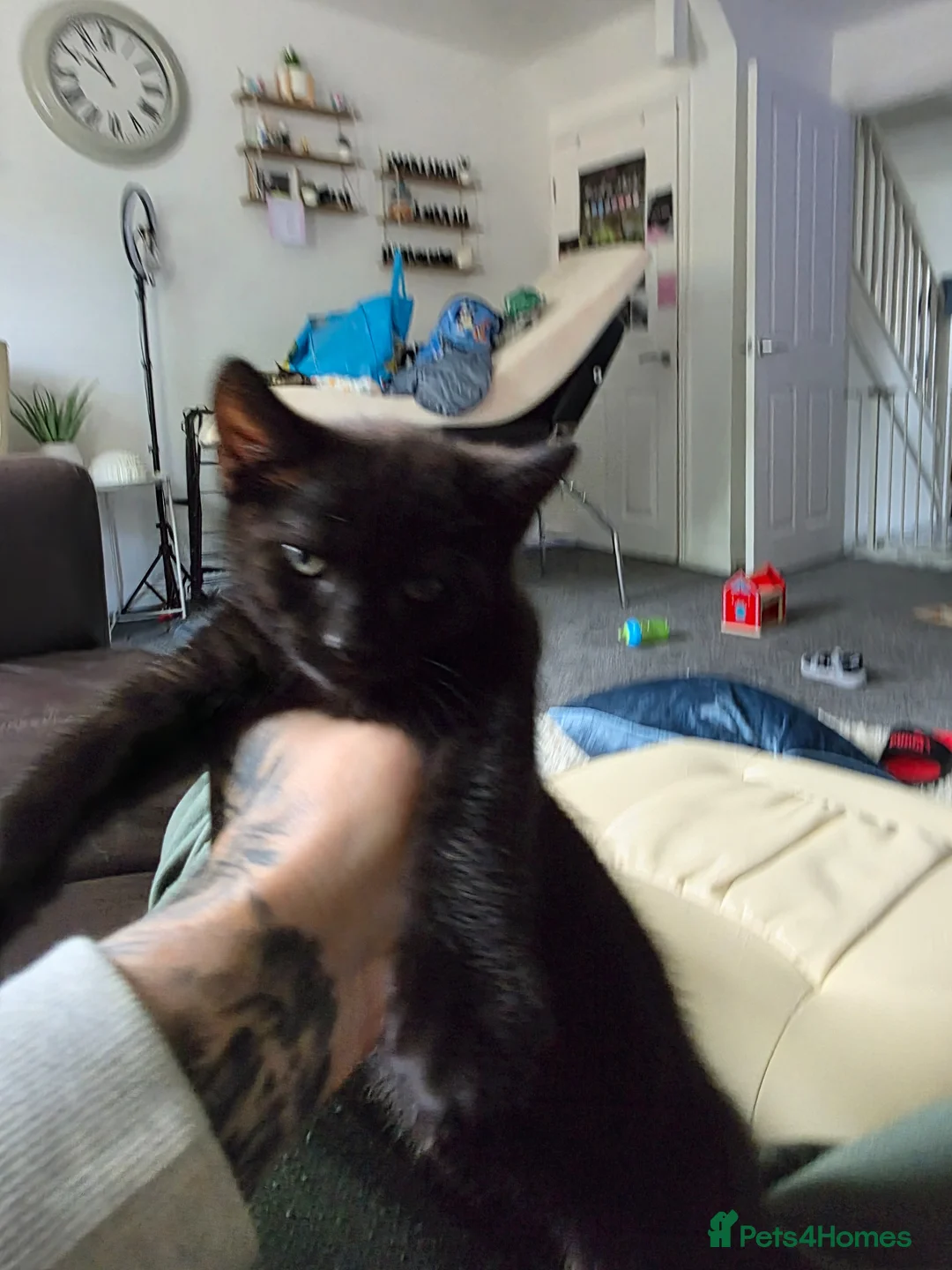 Mixed Breed cats for sale: 2 kittens for sale. 1 boy 1 girl. - Advert 8
