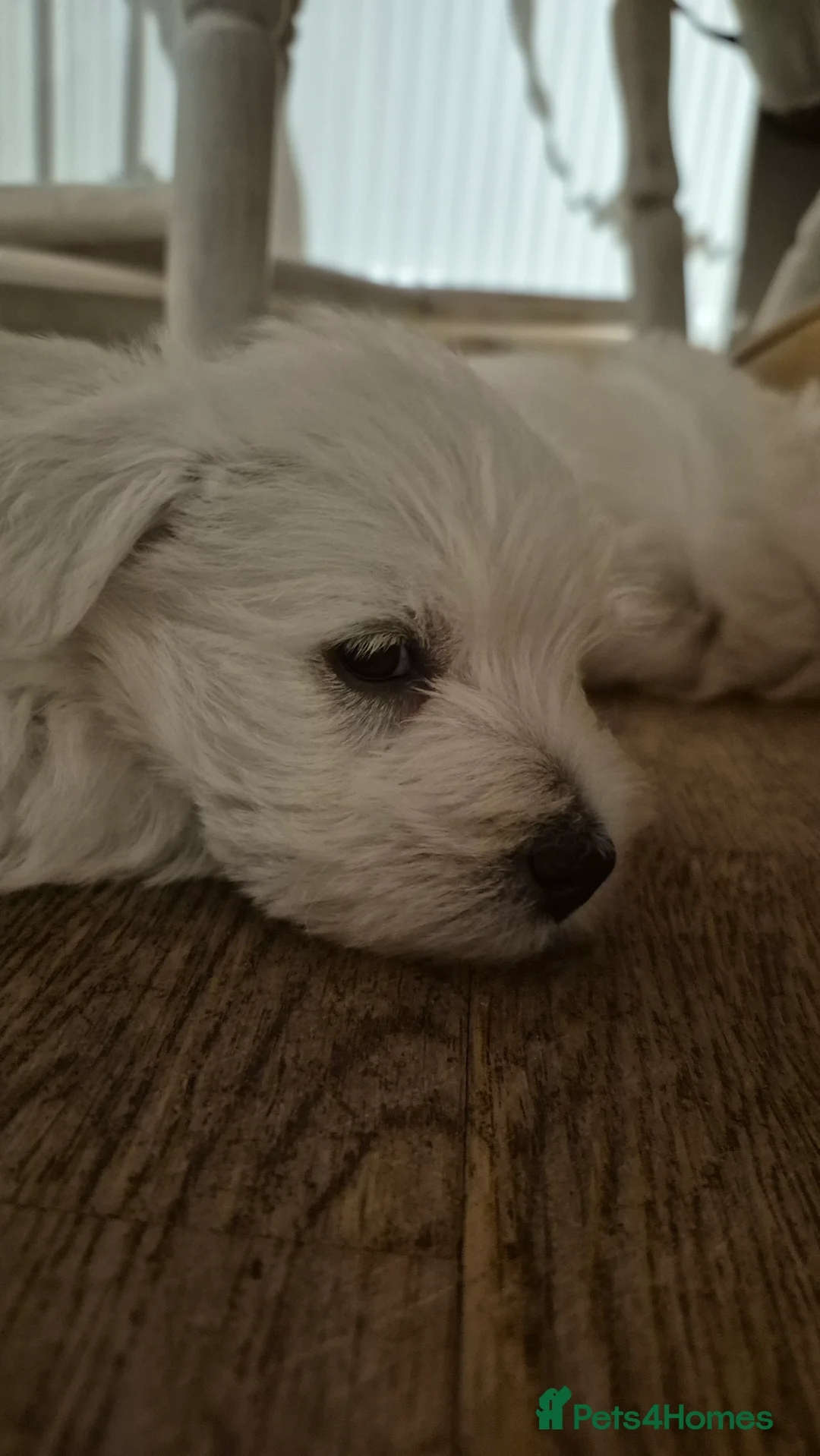 West Highland Terrier dogs for sale: 3 gorgeous Westie boys - "Ron, Fred & George" - Advert 7