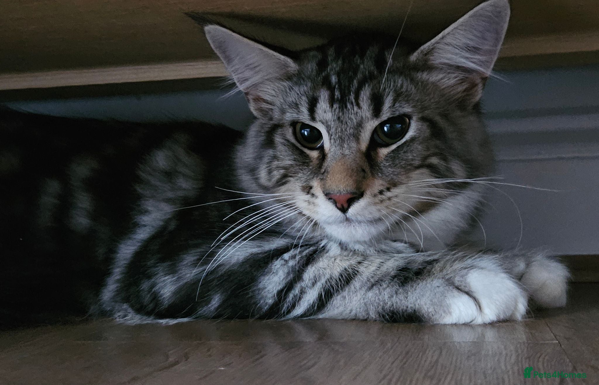 Maine Coon cats Stunning Maine Coon kittens, reduced price - Advert 12