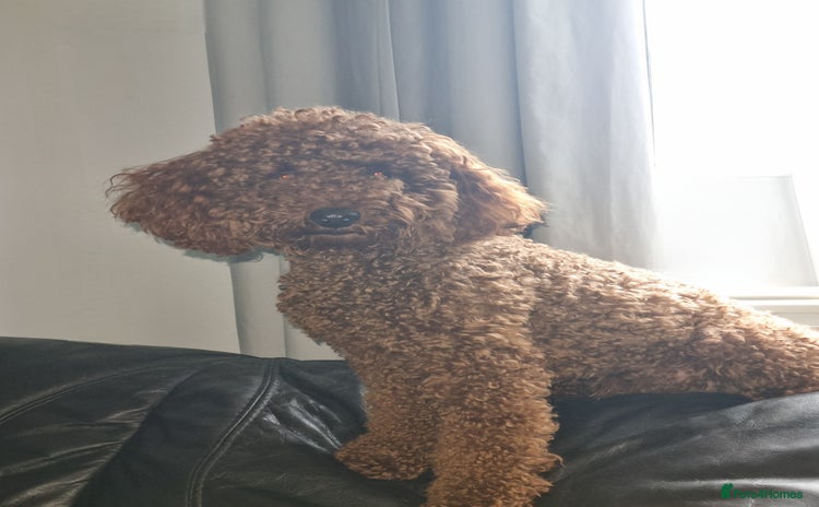 Miniature Poodle dogs - Advert 4
