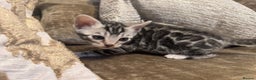 Bengal cats for sale: Exceptional TICA Registered Bengals- Champion Line - Advert 27