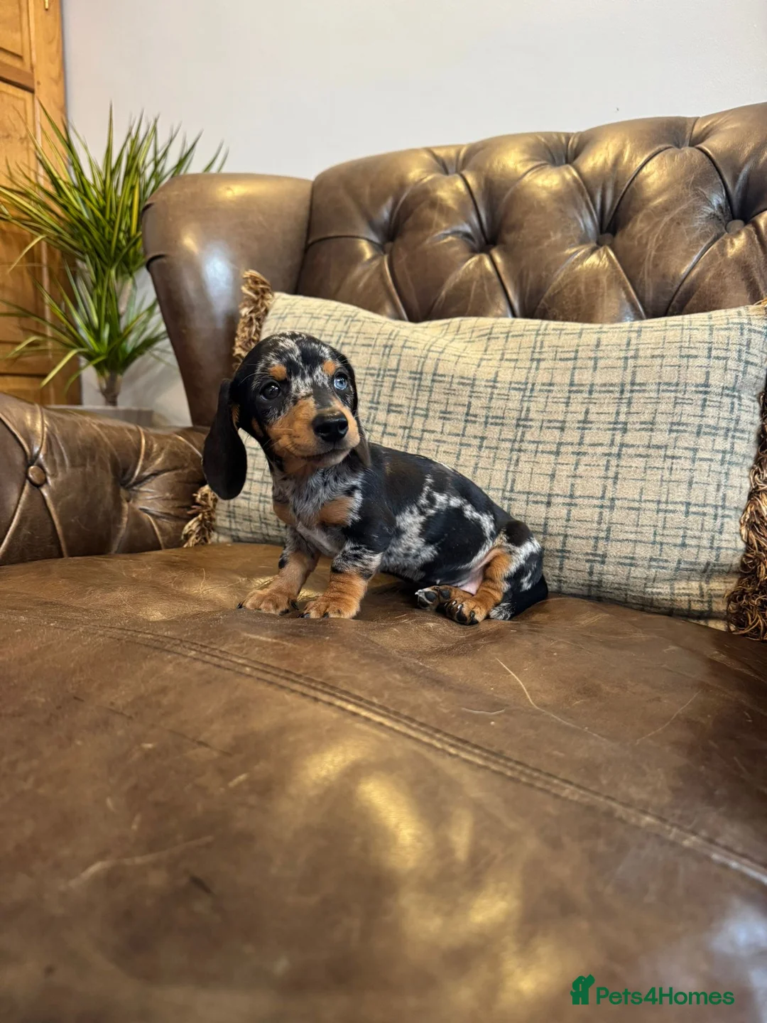 Miniature Dachshund dogs for sale: Miniature Dachshund Puppies  - Advert 2
