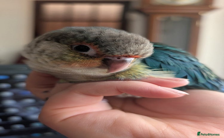 Conures birds - Advert 1
