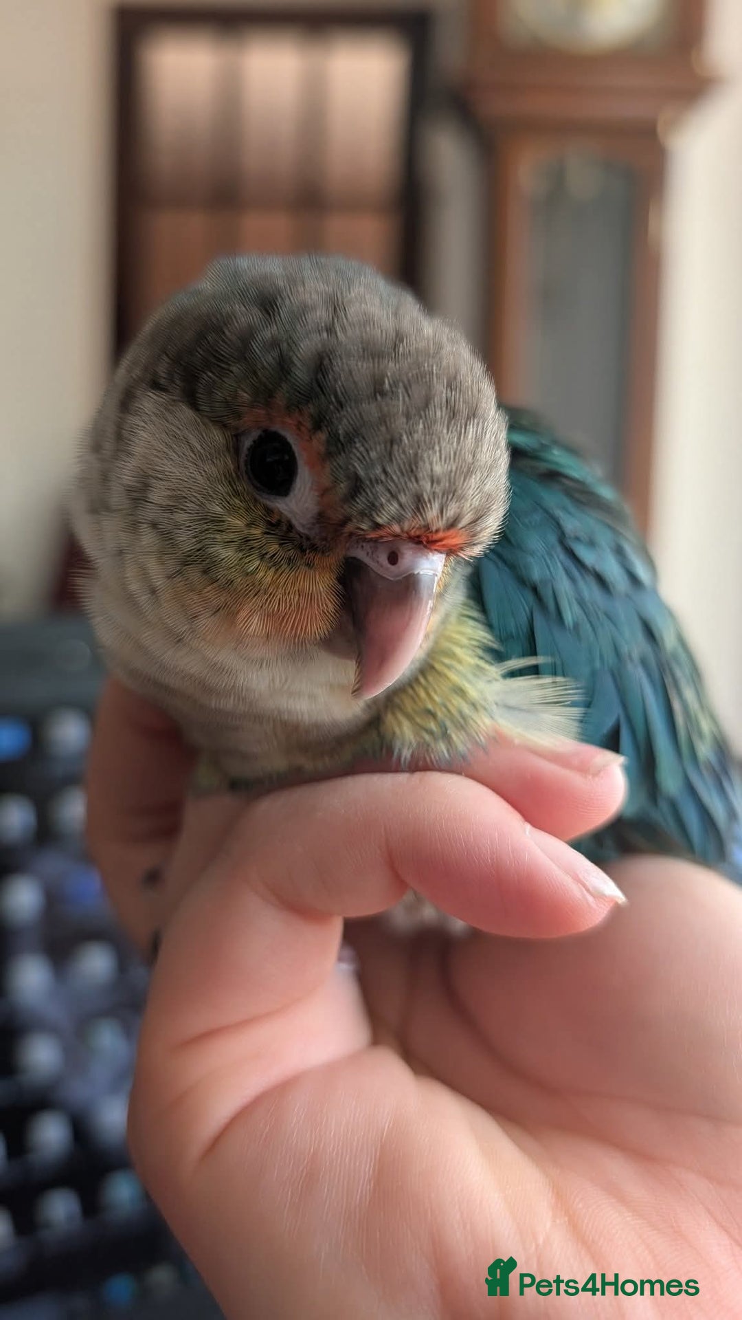 Conures birds for sale: Silly tame Handreared Turquoise Green Cheek Conure - Image 1