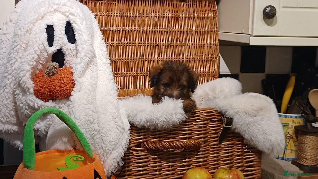 Mixed Breed dogs for sale: Stunning Norfolk terrier x jrt  - Image 3