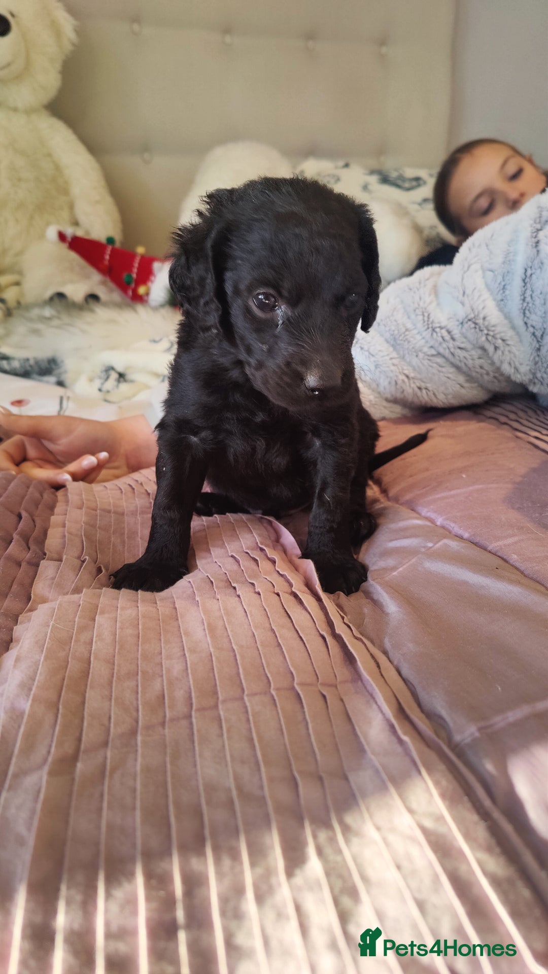 Labradoodle dogs for sale: Beautiful labradoodle puppies  - Advert 5