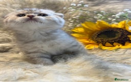 British Shorthair cats for sale: Chocolate spotty Scottish fold kittens - Image 10