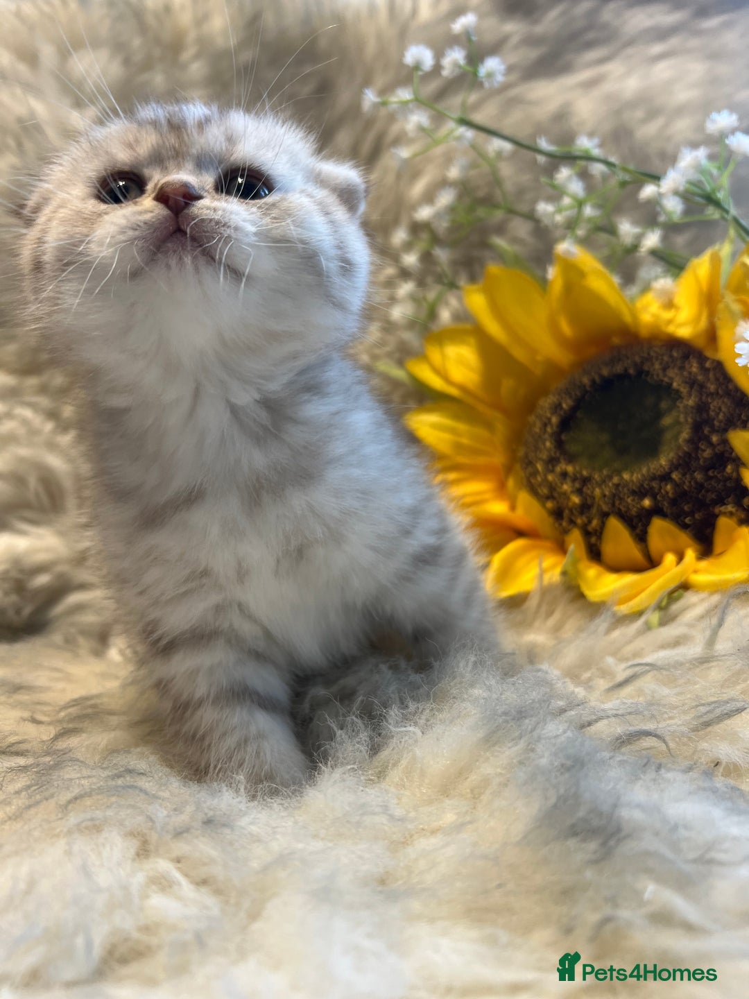 British Shorthair cats for sale: Chocolate spotty Scottish fold kittens - Image 10