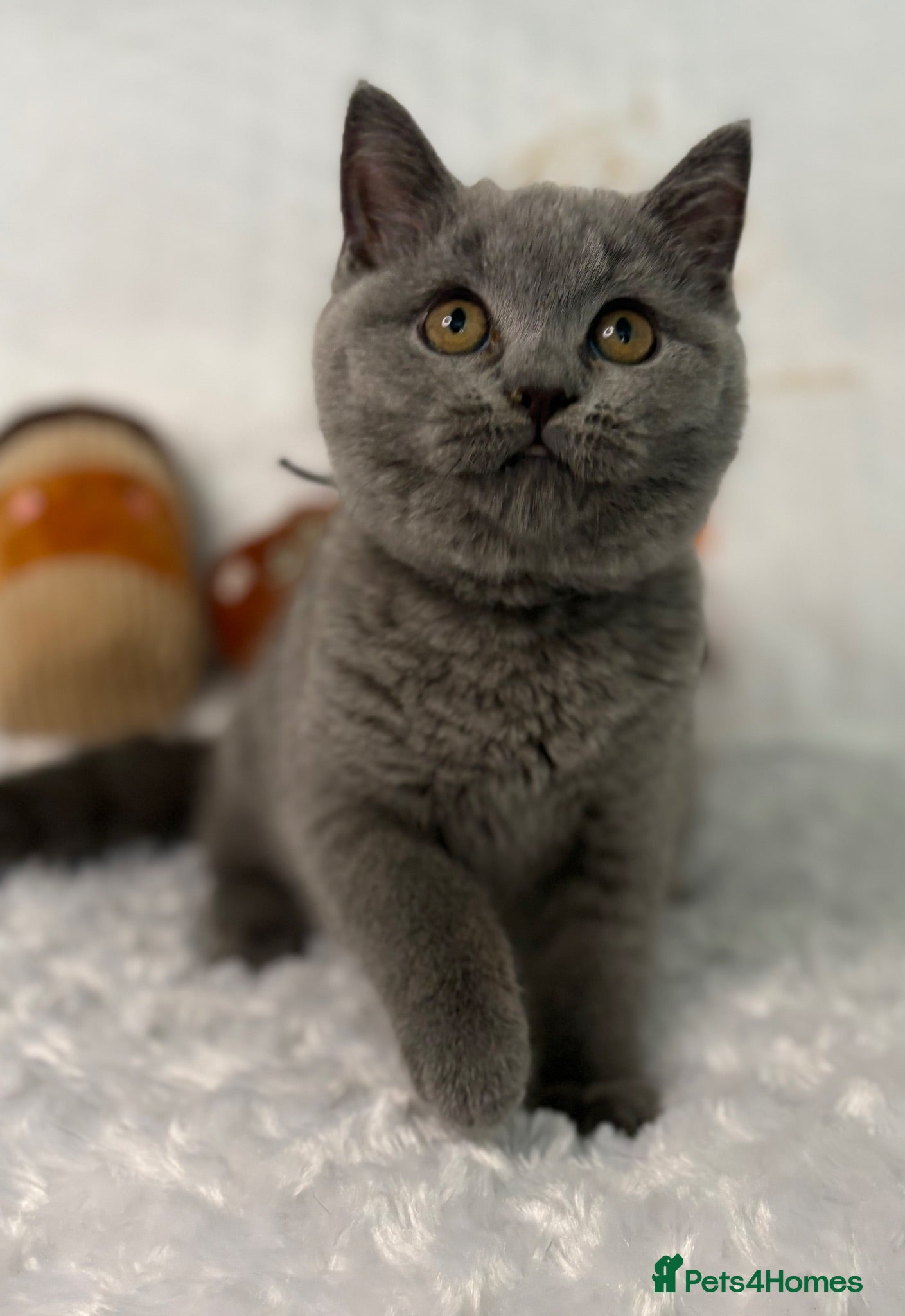 British Shorthair cats Last GCCF Blue girl - Advert 1