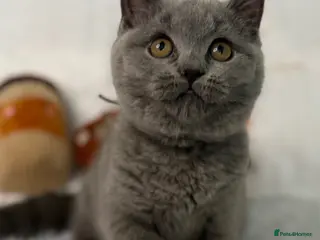 British Shorthair cats Last GCCF Blue girl - Advert 1