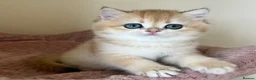 British Shorthair cats for sale: Quality Golden Kittens - Advert 14