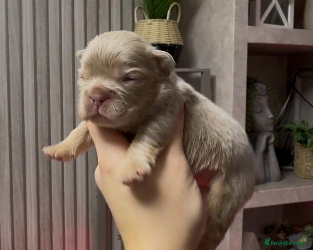 French Bulldog dogs for sale: Kc registered fluffy French bulldogs  - Advert 3