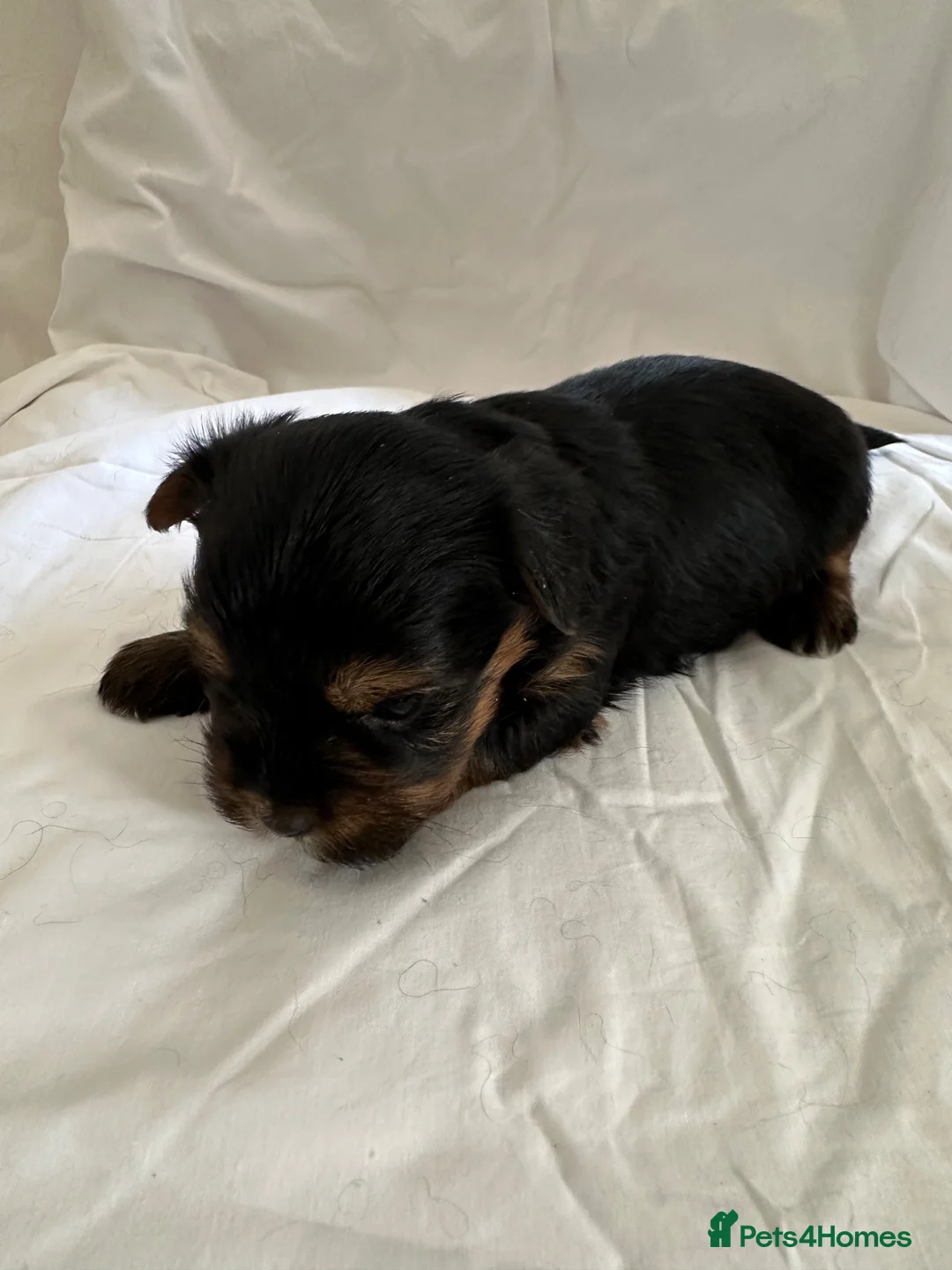Yorkshire Terrier dogs for sale: Beautiful Yorkshire Terrier Puppies 2 Girls 3 Boys in Gateshead - Advert 27