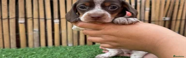 Miniature Dachshund 4