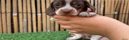 Miniature Dachshund dogs for sale: LOVELY MINIATURE DACHSHUNDS PUPPIES FOR SALE in St Andrews - Advert 5