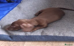 Miniature Dachshund dogs for sale: ..Miniature dachshunds 1 Girl 1BOY READY TO LEAVE  in Ellesmere Port - Image 14
