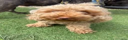 Toy Poodle dogs for sale: Stunning toy poodle puppies ready to leave now! - Advert 16