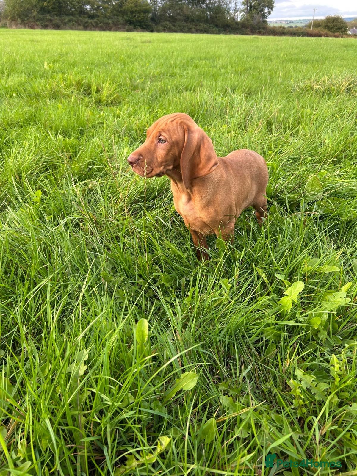 Hungarian Vizsla dogs KC Hungarian Vizsla Pups - Advert 2