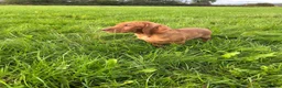 Hungarian Vizsla dogs for sale: Legally Docked KC Hungarian Vizsla Pups - Advert 13