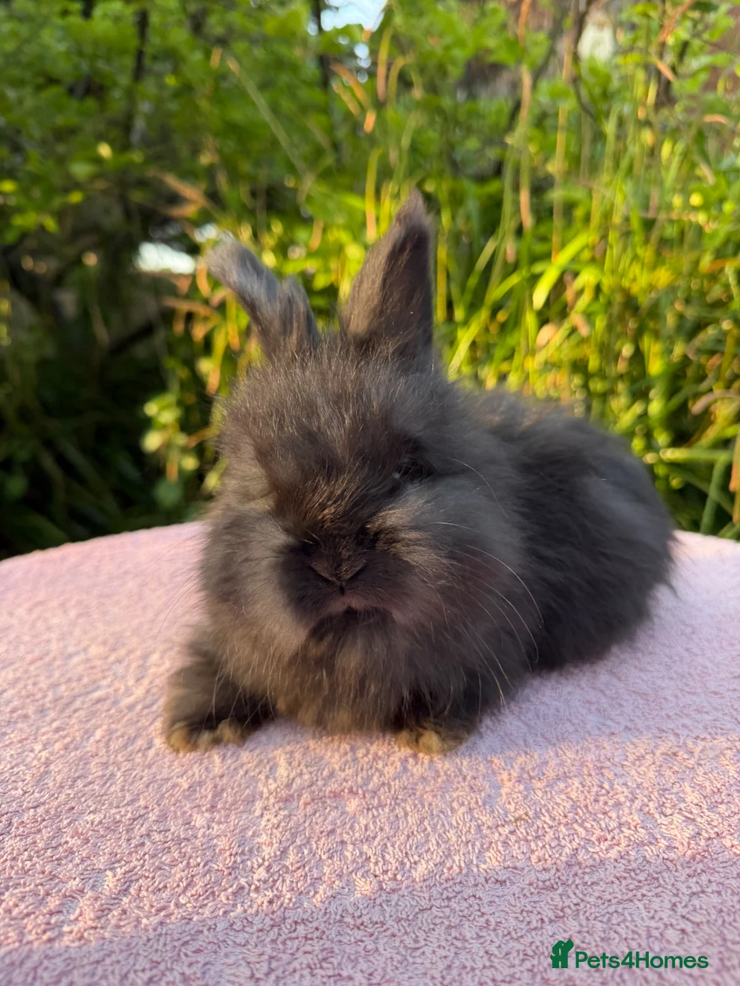 Angora rabbits for sale: Beautiful Angora Babies ready this week - Advert 2