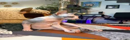 Sphynx cats for sale: Sphinx  - Advert 4