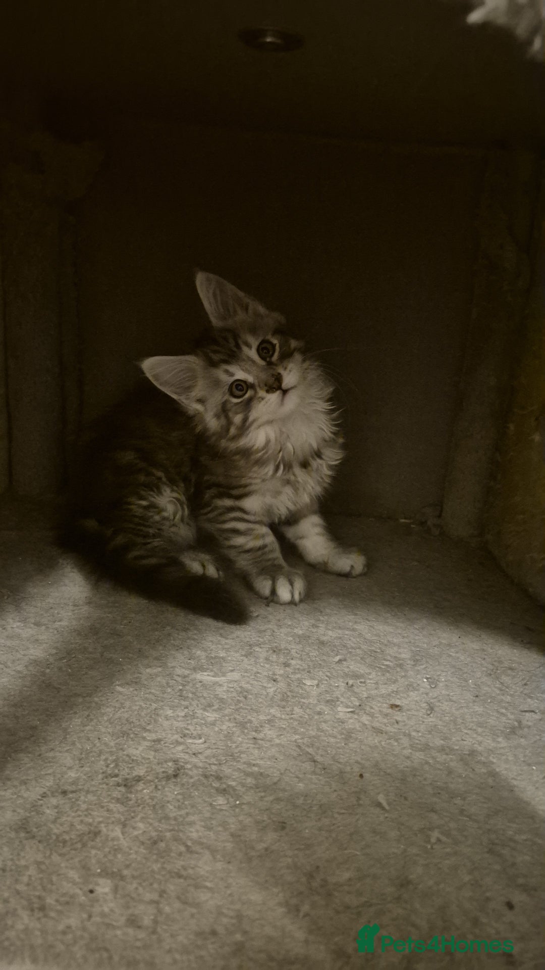 Maine Coon cats for sale: Male maine coon  - Advert 3