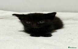 Mixed Breed cats for sale: Kittens for Sale !! - Image 4