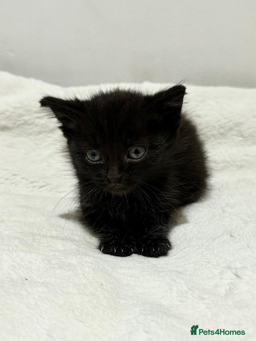 Mixed Breed cats for sale: Kittens for Sale !! - Image 4