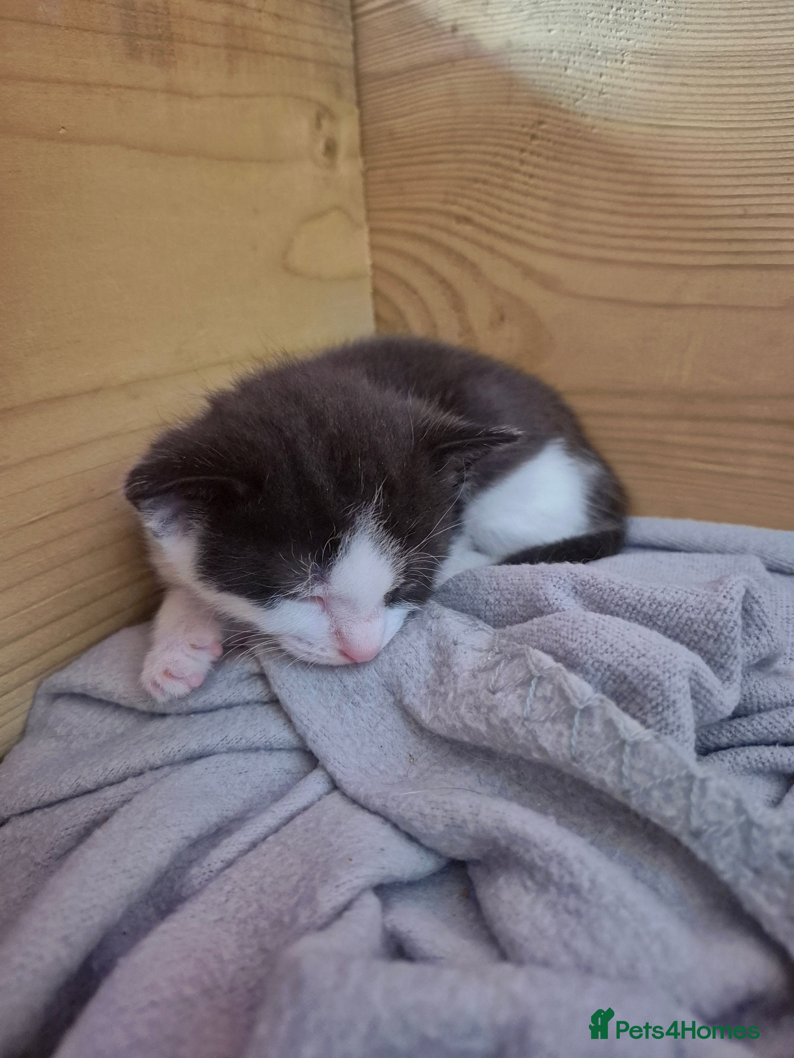 Domestic Shorthair cats for sale: 4 gorgeous kittens.  - Advert 4
