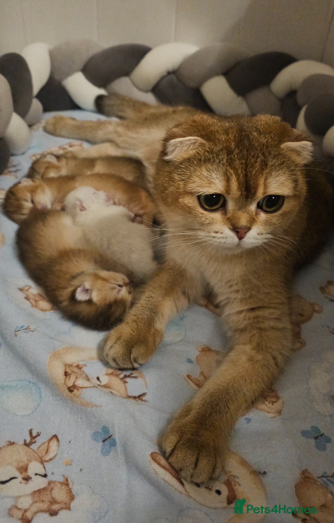 Scottish Fold cats TICA Reg😼Scottish Fold & Straight kittens😼 - Advert 9