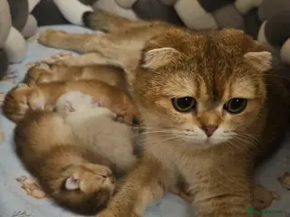 Scottish Fold cats TICA Reg😼Scottish Fold & Straight kittens😼 - Advert 9