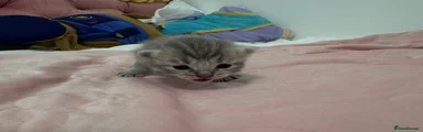 British Shorthair Kitten 4