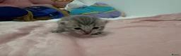 British Shorthair cats for sale: 🐾 Stunning British Shorthair × Persian Kittens 🐾 - Advert 3