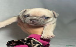 French Bulldog dogs for sale: Boy 1 - Image 7