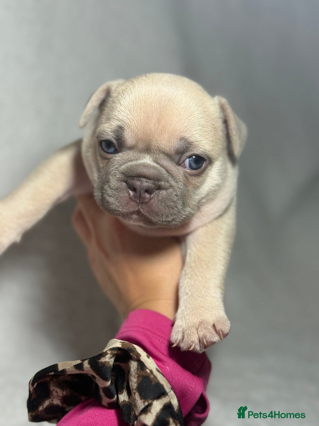 French Bulldog dogs for sale: Boy 1 - Image 7