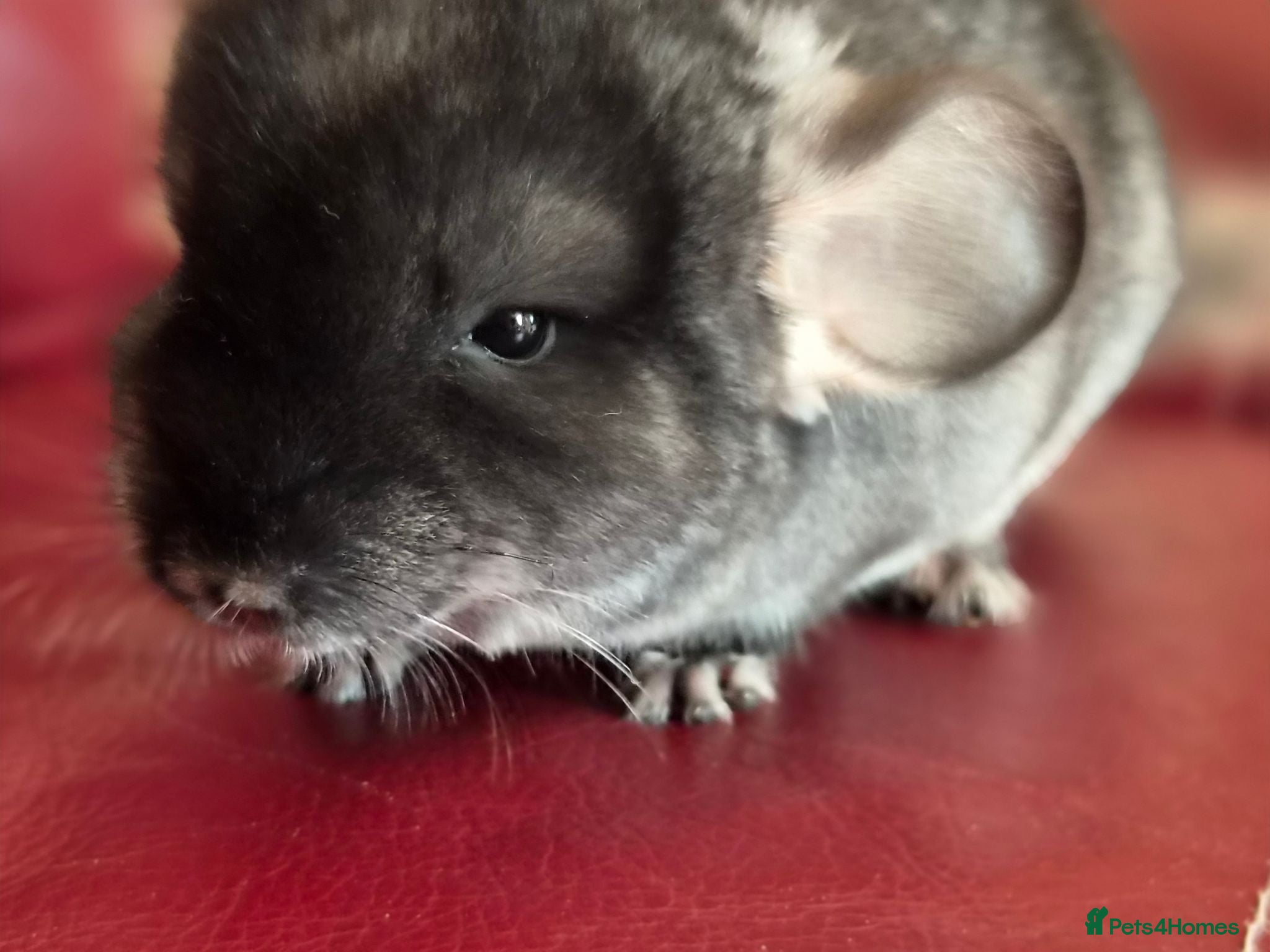 Chinchilla rodents Beautiful chinchillas - various colours - Advert 2