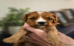 Cavapoo dogs for sale: Exceptional Quality F1 Cavapoos - Advert 12