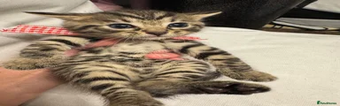 Bengal 2