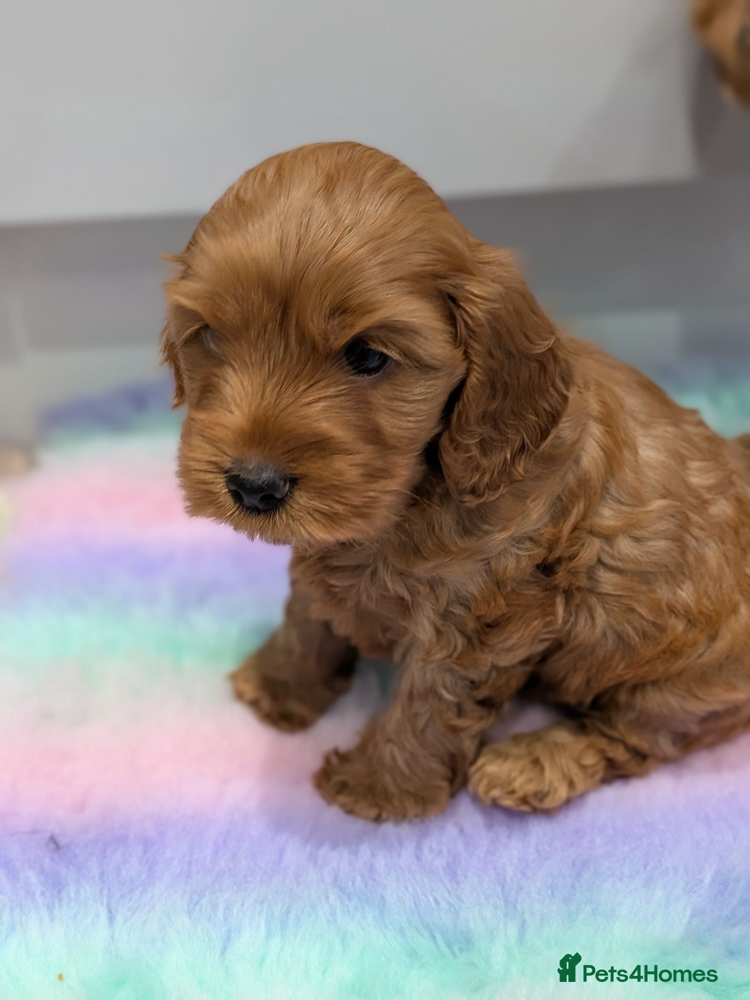 Cockapoo dogs Gorgeous cockapoos - Advert 6
