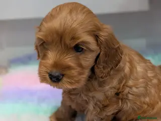 Cockapoo dogs Gorgeous cockapoos - Advert 1