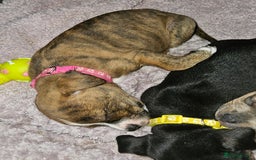 Mixed Breed dogs for sale: American Bulldog Cross Staffy puppies  - Image 2