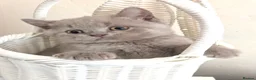 British Shorthair cats for sale: Chunky British shorthaired kittens - Advert 7