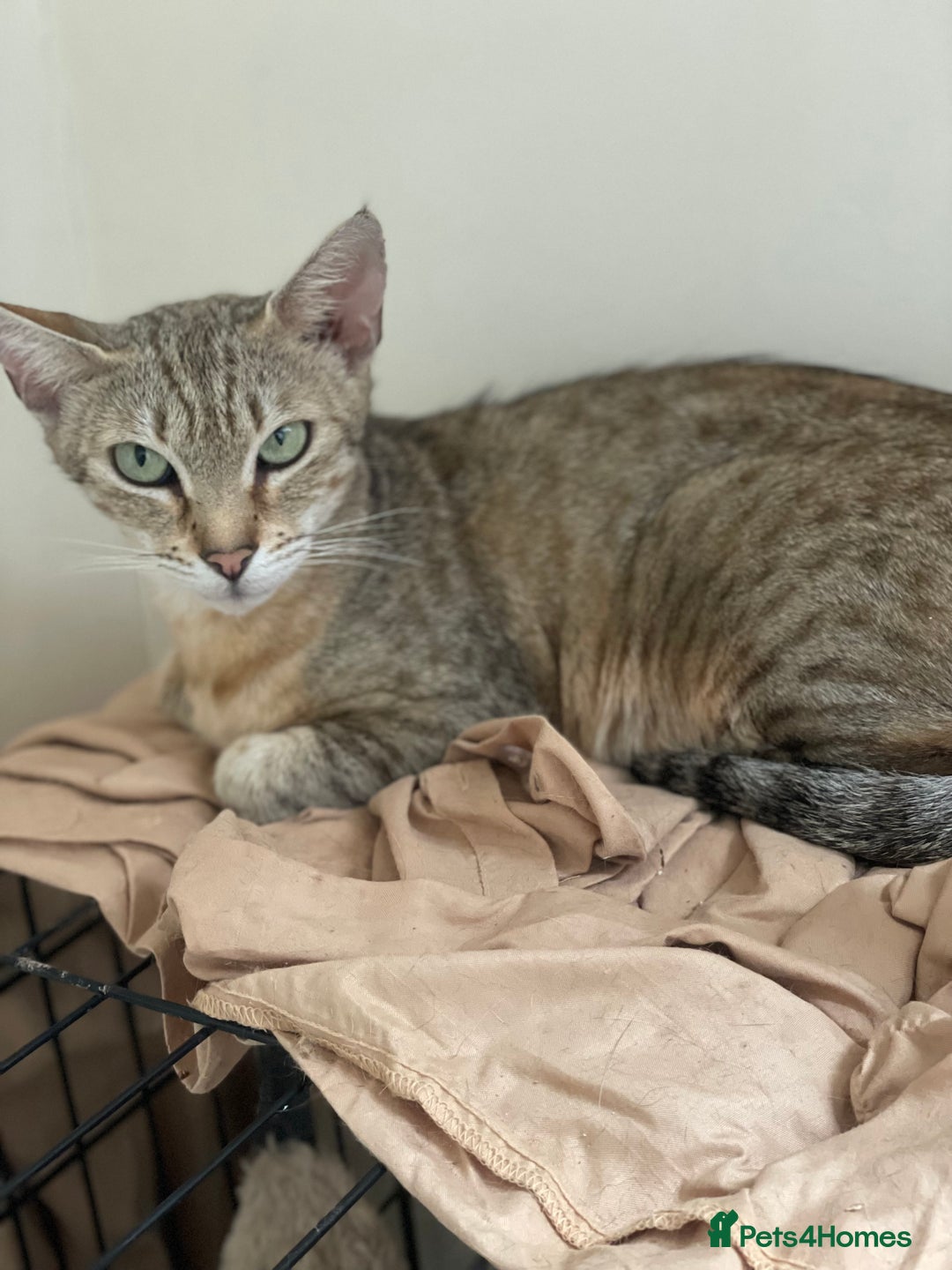 Egyptian Mau cats for sale: Stunning queen egyptian mau active - Advert 1