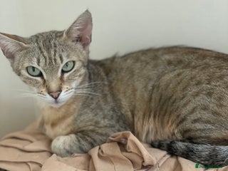 Egyptian Mau cats Stunning queen egyptian mau active - Advert 1