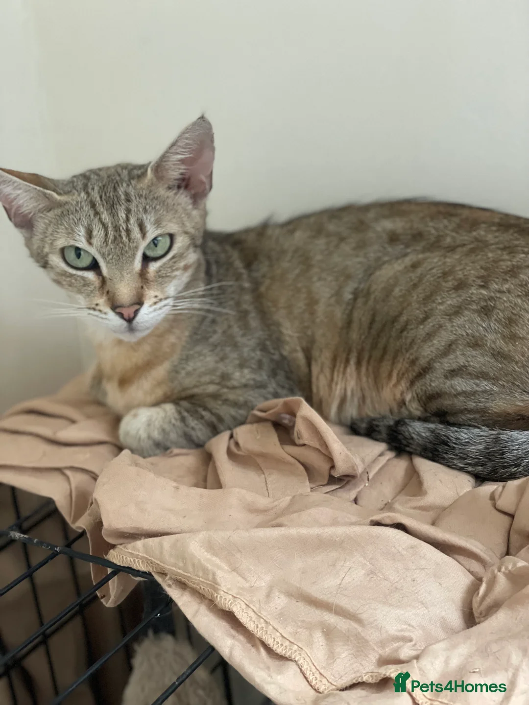 Egyptian Mau cats for sale: Stunning queen egyptian mau active - Advert 1