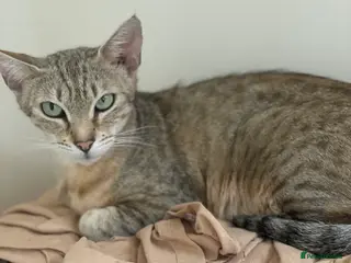 Egyptian Mau cats Stunning queen egyptian mau active - Advert 2